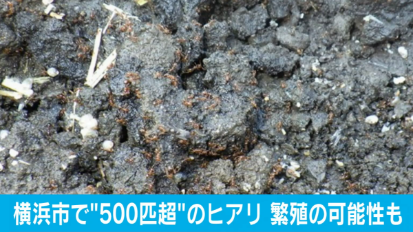 ヒアリ_本牧埠頭(横浜市)